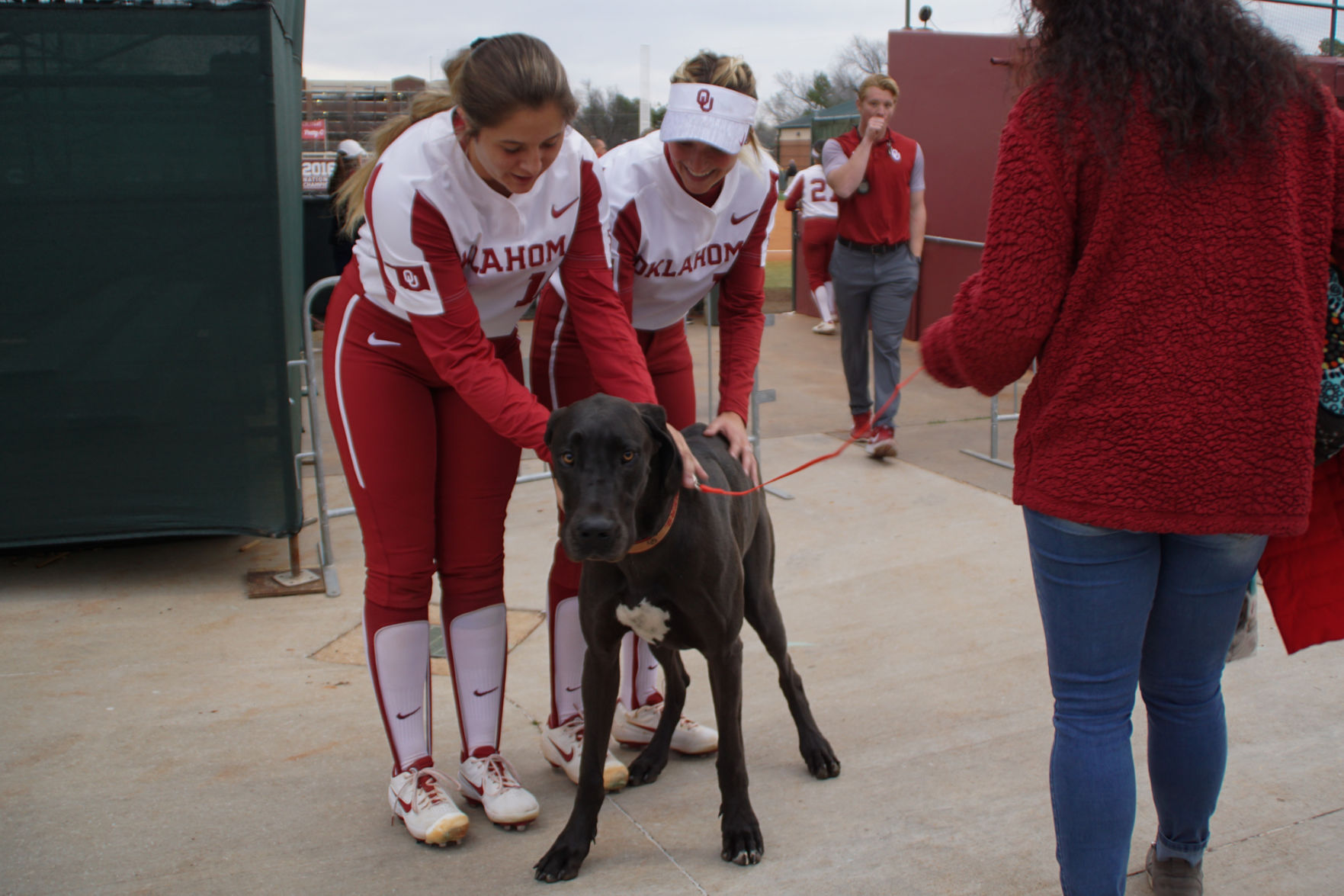 Dog with Sooners
